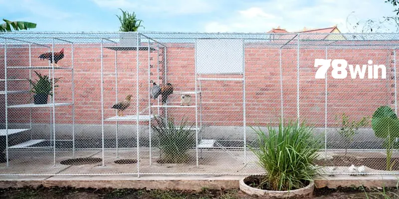 Cách Làm Chuồng Chạy Cho Gà Đá Giúp Chiến Kê Luyện Tập Bền Bỉ 1 cách làm chuồng chạy cho gà đá 78win
